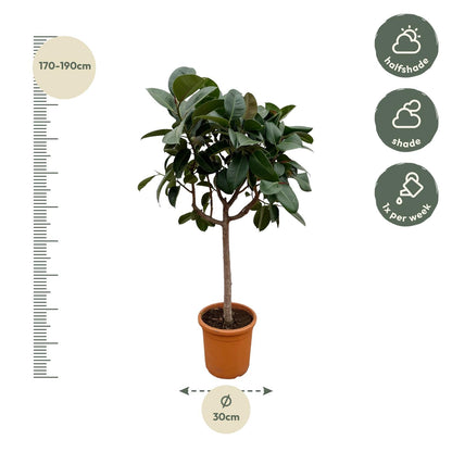 XL Kamerplant - Ficus Elastica Robusta - op stam - Pot Ø 35cm Hoogte ↕ 190cm