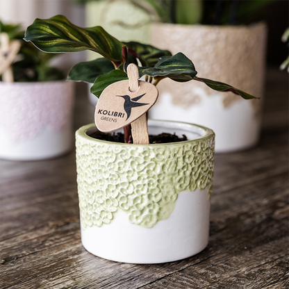 Sierpot - Bloom Green - Pot Ø 9cm