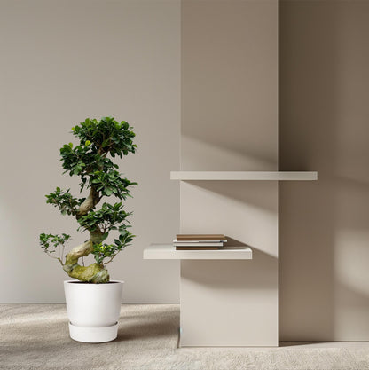 Kamerplant - Ficus Microcarpa Ginseng - Pot Ø 27cm Hoogte ↕ 80cm