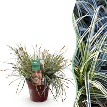 Buitenplant - Carex oshimensis Everest - Winterhard - Pot Ø 17cm Hoogte ↕ 50cm