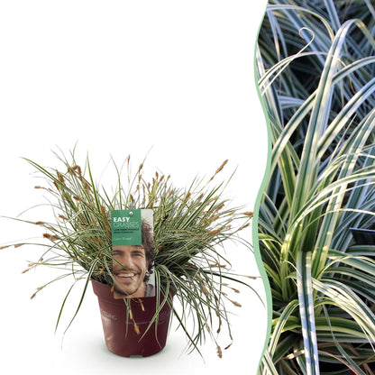 Buitenplant - Carex oshimensis Everest - Winterhard - Pot Ø 17cm Hoogte ↕ 50cm