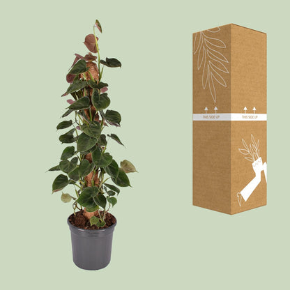 Kamerplant - Philodendron Lupinum Mosstok - Pot Ø 16cm Hoogte ↕ 75cm