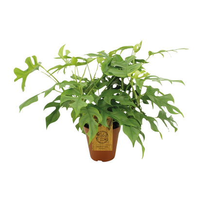 Kamerplant - Monstera Minima - Pot Ø 15cm Hoogte ↕ 40cm