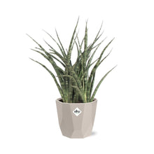 Kamerplant - Sansevieria Fernwood Punk - Pot Ø 14cm