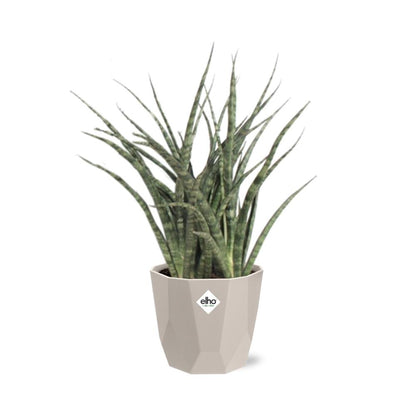 Kamerplant - Sansevieria Fernwood Punk - Pot Ø 14cm