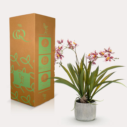 Kunstplant - Orchidee Bordeaux - Hoogte ↕ 45cm