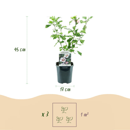 Buitenplant - Hibiscus syriacus 'Hamabo' - Bloeiend - Pot Ø 17cm Hoogte ↕ 45cm