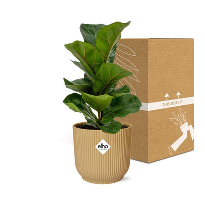 Kamerplant - Ficus Lyrata 'Bambino' - Pot Ø 14cm