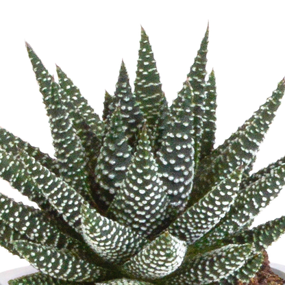 Kamerplant 3x Gasteria/Haworthia mix - Incl. terracotta pot - Pot Ø 8,5cm