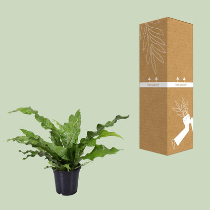 Kamerplant - Microsorum Diversifolium - Pot Ø 17cm Hoogte ↕ 45cm