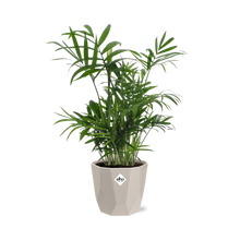 Kamerplant - Chamaedorea - Pot Ø 14cm