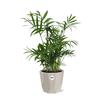 Kamerplant - Chamaedorea - Pot Ø 14cm