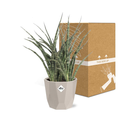 Kamerplant - Sansevieria Fernwood Punk - Pot Ø 14cm