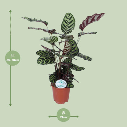 Kamerplant - Calathea Makoyana - Pot Ø 21cm Hoogte ↕ 70cm