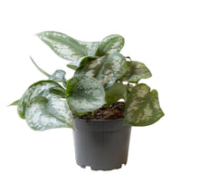 Kamerplant - Philodendron Scandens Pictus Trebie - Pot Ø 12cm Hoogte ↕ 22cm