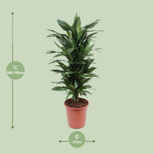 XL kamerplant - Dracaena Janet Lind - Pot Ø 27cm Hoogte ↕ 110cm