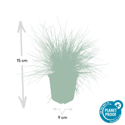 Buitenplant 48x Festuca glauca 'Elijah Blue' - Pot Ø 9cm Hoogte ↕ 10-25cm