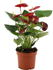 Kamerplant - Anthurium Calon - Pot Ø 12cm Hoogte ↕ 36cm