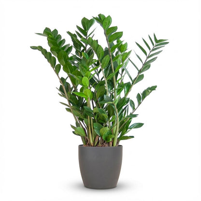 Kamerplant - Zamioculcas Zamiifolia - met Potter grijs - Pot Ø 21cm Hoogte ↕ 80cm