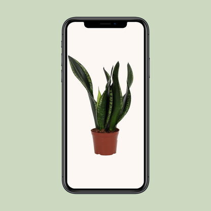 Kamerplant - Sansevieria Whitney - Pot Ø 12cm Hoogte ↕ 27cm