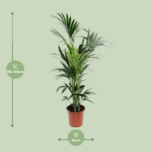 XL kamerplant - Howea - Pot Ø 24cm Hoogte ↕ 160cm