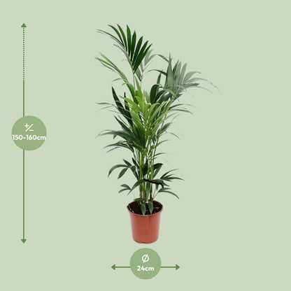 XL kamerplant - Howea - Pot Ø 24cm Hoogte ↕ 160cm