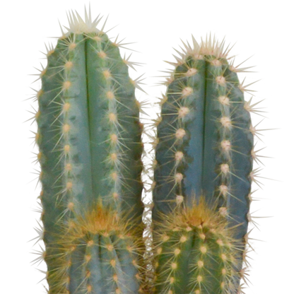 Kamerplant 3x Cactus Mix - in witte pot - Pot Ø 10.5cm