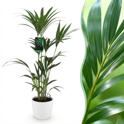 XL kamerplant - Howea Forsteriana Kentia Palm - Pot Ø 21cm Hoogte ↕ 120-130cm