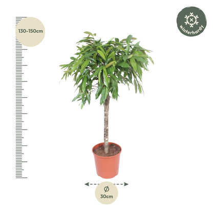 Kamerplant - Ficus Amstel King - Luchtzuiverend - Pot Ø 30cm Hoogte ↕ 130cm