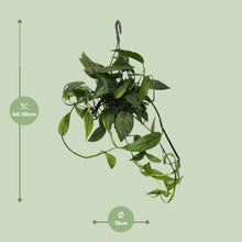 Kamerplant - Epipremnum Cebu Blue - Pot Ø 15cm Hoogte ↕ 45cm