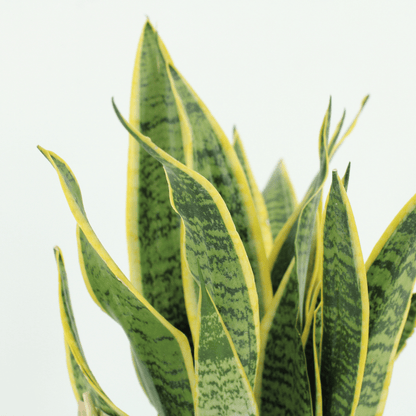 Kamerplant 2x Sansevieria Laurentii - Vrouwentong - Pot Ø 14cm Hoogte ↕ 40cm