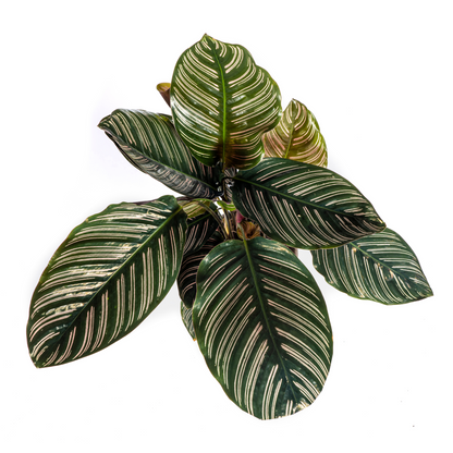 Kamerplant - Calathea Ornata Sanderiana - Pot Ø 17cm Hoogte ↕ 40-50cm