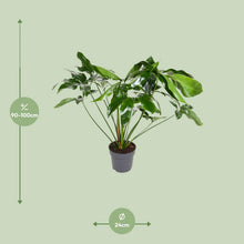 Kamerplant - Philodendron Green Wonder - Pot Ø 24cm Hoogte ↕ 100cm