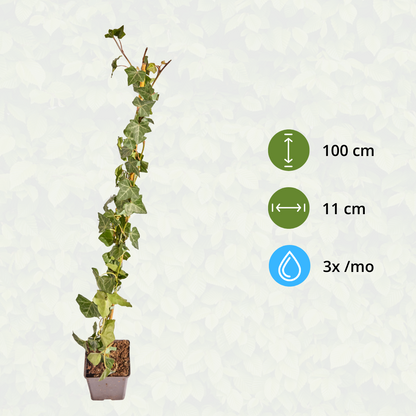 Buitenplant - Hedera hibernica Klimop Gestokt - Hoogte ↕ 80-100cm