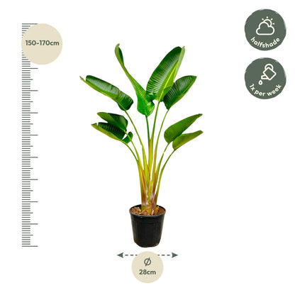 XL kamerplant - Strelitzia Augusta - Pot Ø 21-24cm Hoogte ↕ 160cm