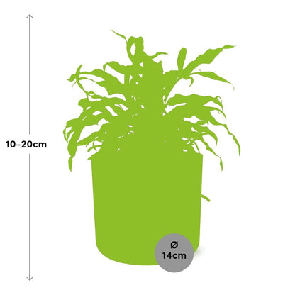 Kamerplant - Microsorum Diversifolium - Pot Ø 14cm