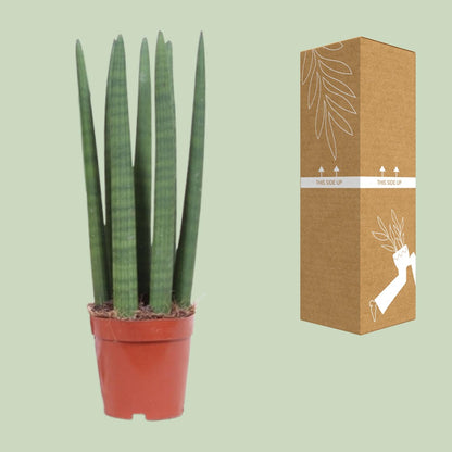 Kamerplant - Sansevieria Straight - Pot Ø 12cm Hoogte ↕ 40cm