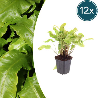 Buitenplant 12x Asplenium scolopendrium - Schaduwvaren - Pot Ø 9cm Hoogte ↕ 10-25cm