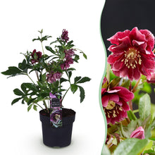 Buitenplant - Helleborus orientalis Double Ellen Red - Groenblijvend - Pot Ø 14cm Hoogte ↕ 35cm