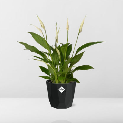 Kamerplant - Spathiphyllum Torelli - Inclusief sierpot - Pot Ø 12cm