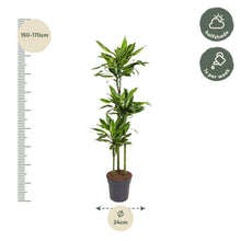 XL Kamerplant - Dracaena Golden Coast - Pot Ø 24cm Hoogte ↕ 160cm
