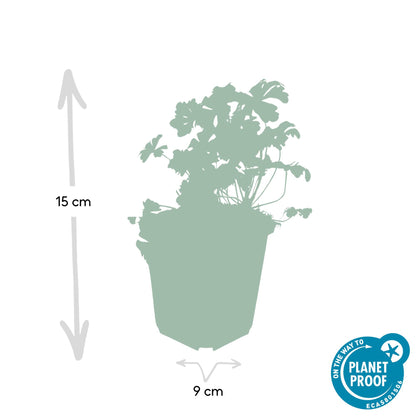 Buitenplant 60x Geranium cant. 'Biokovo' - Bloeiend - Pot Ø 9cm Hoogte ↕ 10-25cm