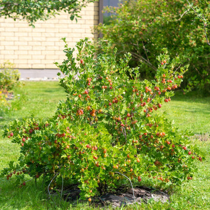 Buitenplant 2x Ribes uva-crispa 'Hinnomäki Röd' - Kruisbes - Pot Ø 11cm Hoogte ↕ 40cm