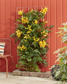 Buitenplant - Campsis Summer Jazz 'Gold Trumpet' - Bloeiend - Pot Ø 15cm Hoogte ↕ 65cm
