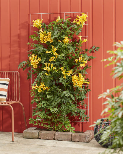 Buitenplant - Campsis Summer Jazz 'Gold Trumpet' - Bloeiend - Pot Ø 15cm Hoogte ↕ 65cm