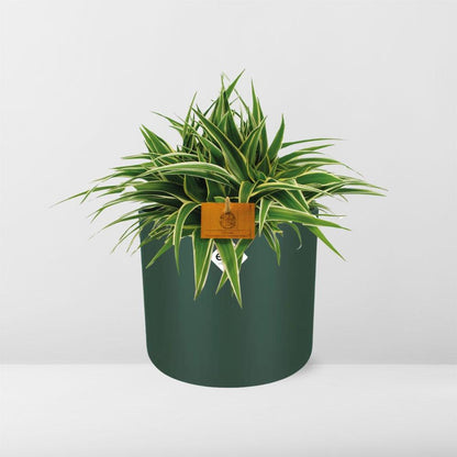 Kamerplant - Chlorophytum Ocean - Pot Ø 16cm Hoogte ↕ 15cm