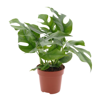 Kamerplant - Monstera Minima - Pot Ø 12cm Hoogte ↕ 25cm