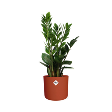Kamerplant - Zamioculcas - Pot Ø 14cm Hoogte ↕ 45-50cm