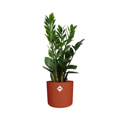 Kamerplant - Zamioculcas - Pot Ø 14cm Hoogte ↕ 45-50cm