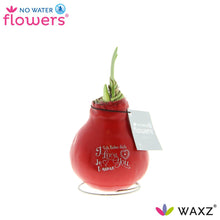 Kamerplant - Waxz® Message Printz Valentijn - Pot Ø onbekend Hoogte ↕ 20cm
